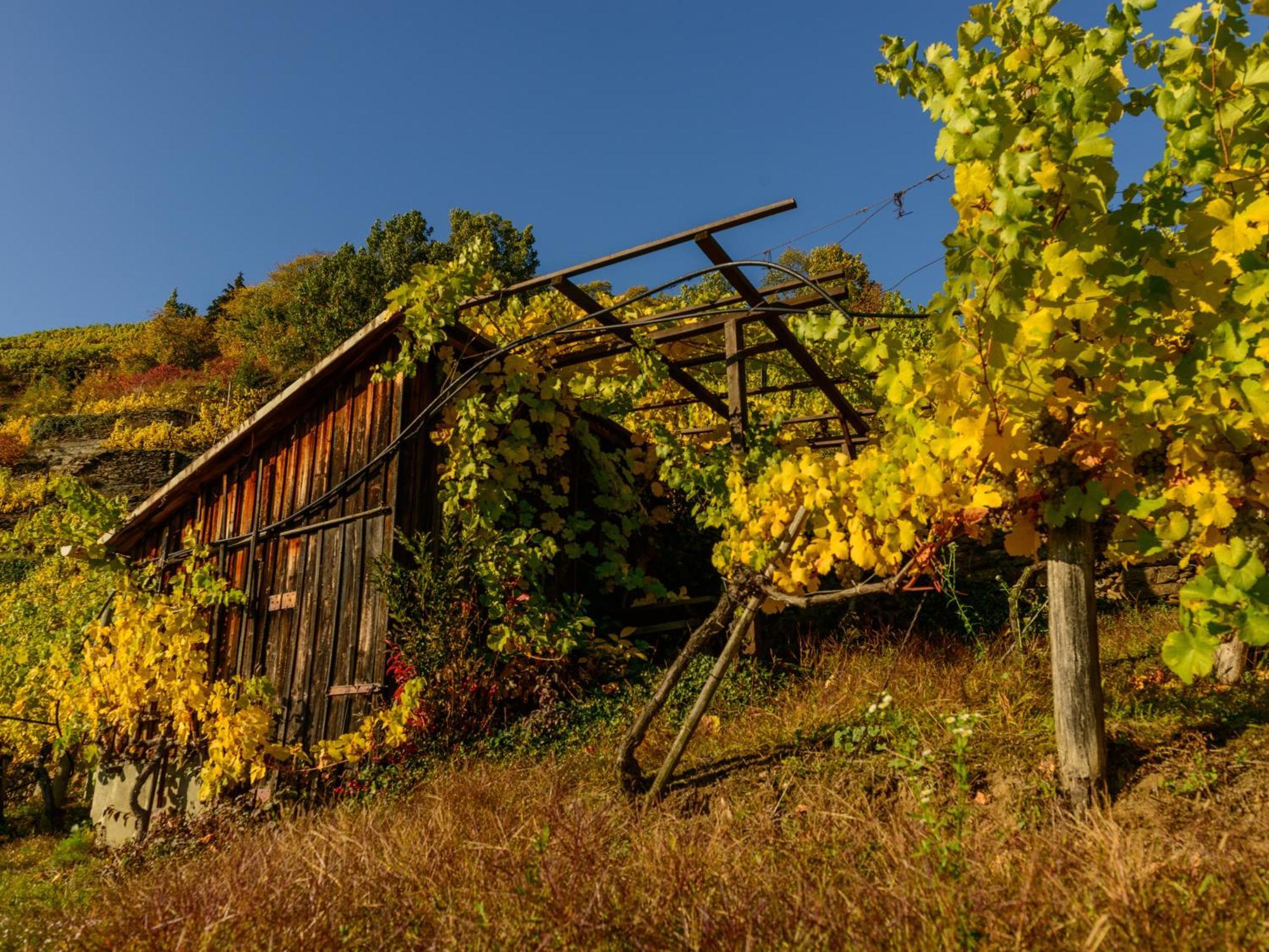 Ferienwohnung Weinbergblick Rohrendorf bei Krems Dış mekan fotoğraf